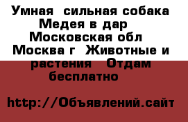 Умная, сильная собака Медея в дар! - Московская обл., Москва г. Животные и растения » Отдам бесплатно   